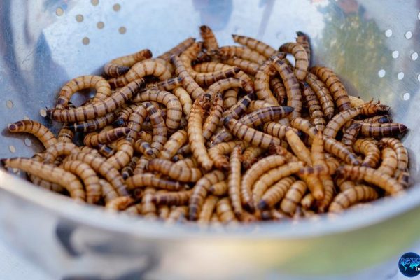 Teror Ulat Pemakan Daging Manusia di AS, 1 Nyawa Melayang Teror Ulat Pemakan Daging Manusia di AS, 1 Nyawa Melayang