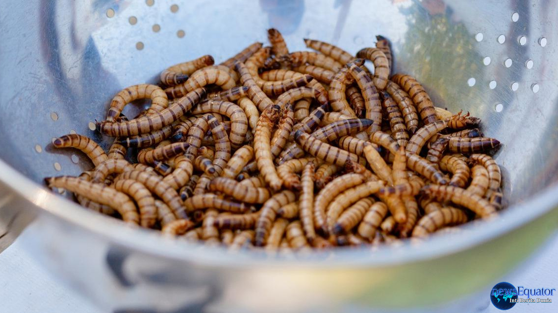Teror Ulat Pemakan Daging Manusia di AS, 1 Nyawa Melayang