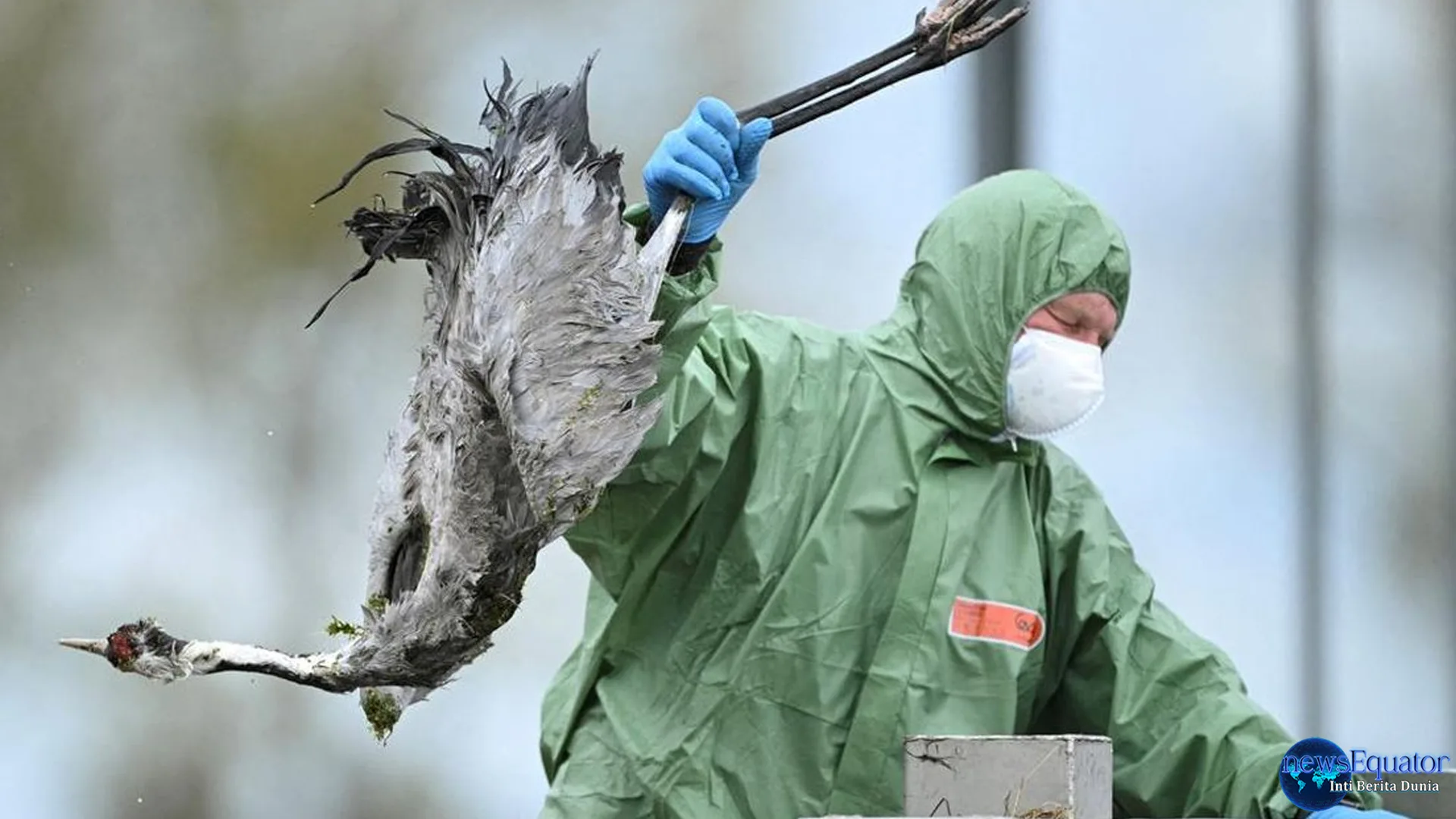 Jerman Dilanda Wabah Flu Burung, 100.000 Hewan Dimusnahkan