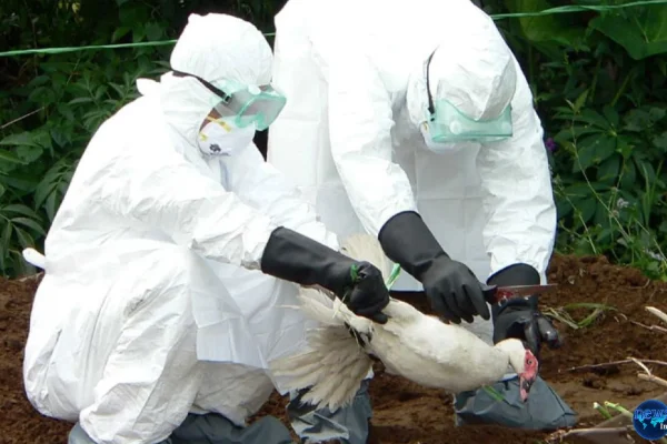 Jerman Dilanda Wabah Flu Burung, 100.000 Hewan Dimusnahkan Jerman Dilanda Wabah Flu Burung, 100.000 Hewan Dimusnahkan