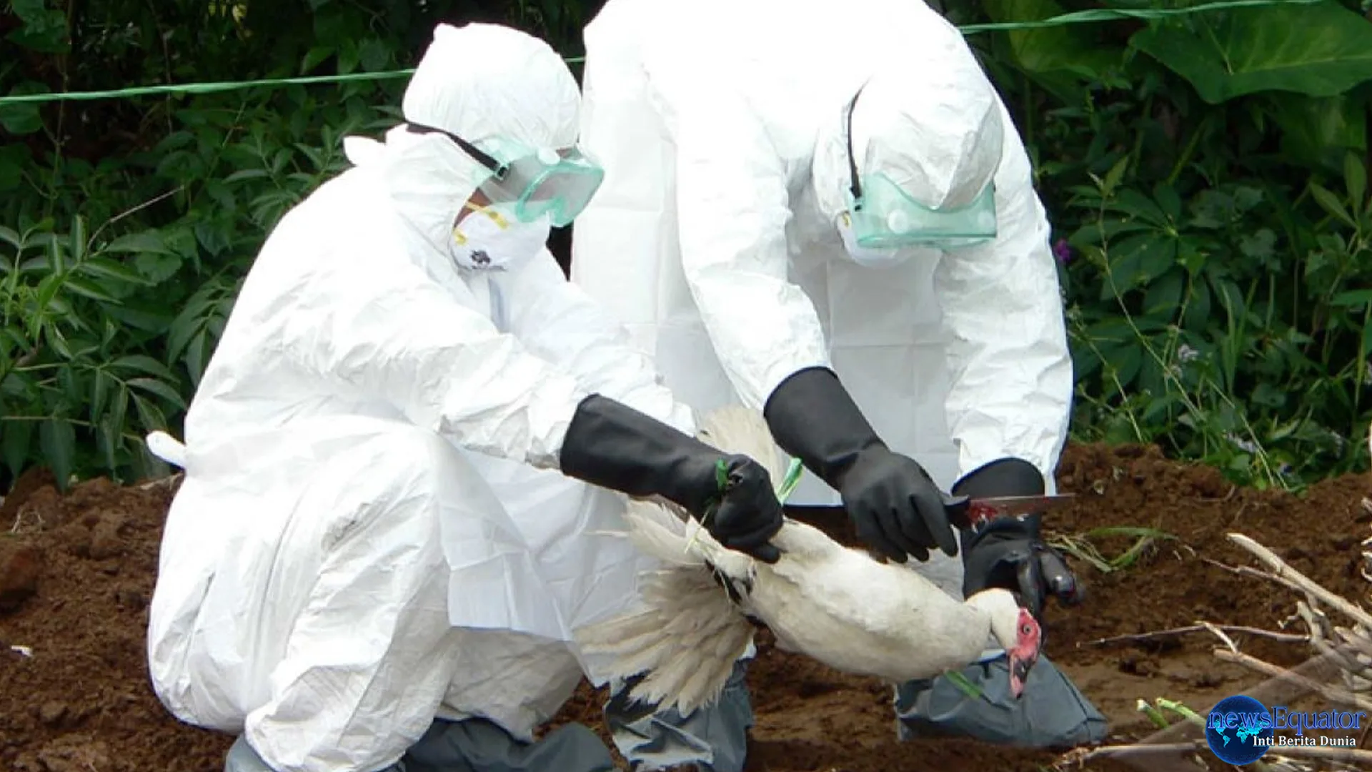Jerman Dilanda Wabah Flu Burung, 100.000 Hewan Dimusnahkan